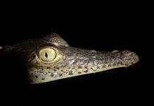 Crocodile evolution rebooted by Ice Age glaciations