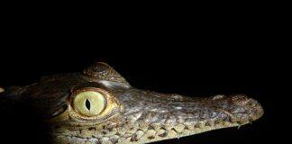 Crocodile evolution rebooted by Ice Age glaciations