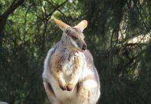 Don’t Focus on Genetic Diversity to Save Our Species