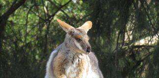 Don’t Focus on Genetic Diversity to Save Our Species