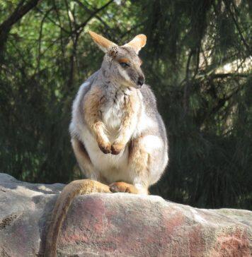 Don’t Focus on Genetic Diversity to Save Our Species