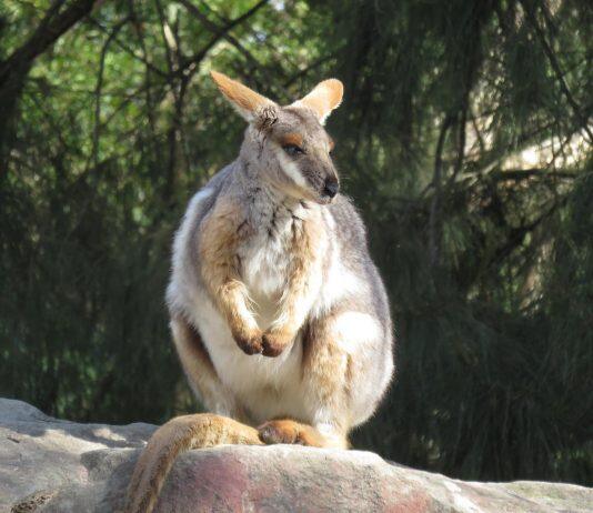 Don’t Focus on Genetic Diversity to Save Our Species