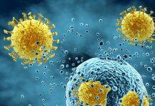 Viruses can ‘hijack’ cellular process to block immune response