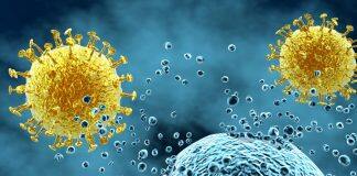 Viruses can ‘hijack’ cellular process to block immune response