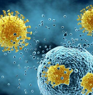 Viruses can ‘hijack’ cellular process to block immune response