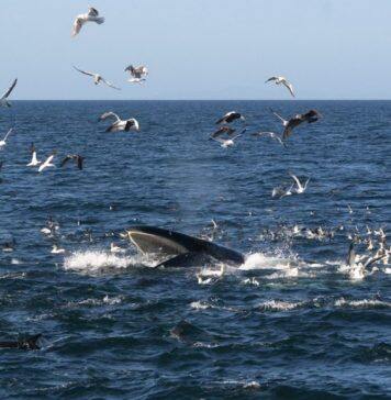 No.1 in global University Impact Rankings