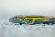 Will climate change outpace species adaptation?