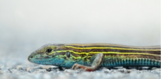 Will climate change outpace species adaptation?