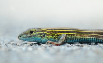 Will climate change outpace species adaptation?