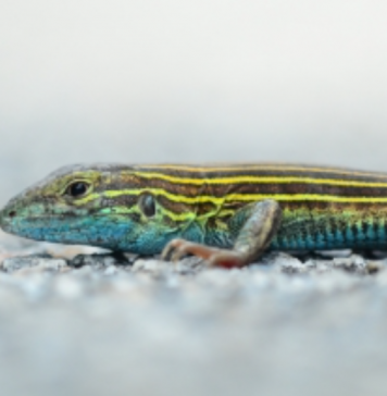 Will climate change outpace species adaptation?