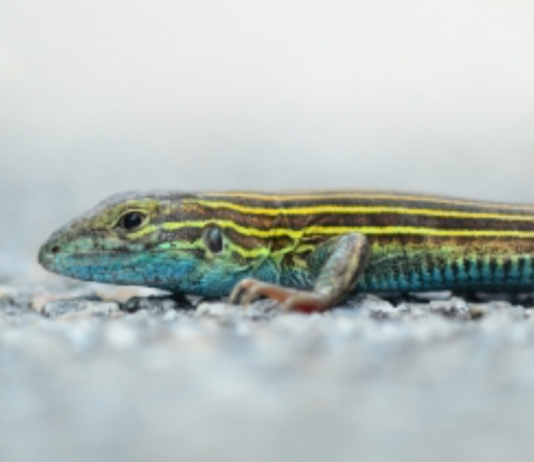 Will climate change outpace species adaptation?