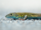 Will climate change outpace species adaptation?