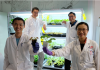 NTU Singapore scientists develop device to ‘communicate’ with plants using electrical signals