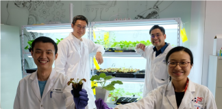 NTU Singapore scientists develop device to ‘communicate’ with plants using electrical signals