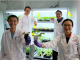 NTU Singapore scientists develop device to ‘communicate’ with plants using electrical signals