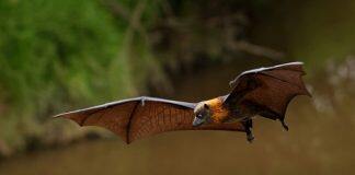 Fruit bats are the only bats that can’t use echolocation. Now we’re closer to knowing why