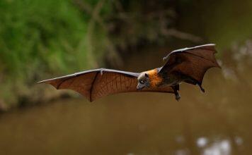 Fruit bats are the only bats that can’t use echolocation. Now we’re closer to knowing why