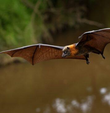 Fruit bats are the only bats that can’t use echolocation. Now we’re closer to knowing why