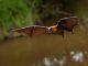 Fruit bats are the only bats that can’t use echolocation. Now we’re closer to knowing why