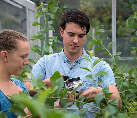 Massey University ranked 34 in QS World ranking for Agriculture and Forestry