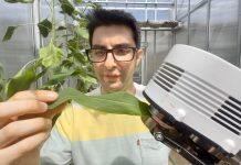 Scientists show drought-tolerant crops need skin in the game