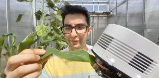 Scientists show drought-tolerant crops need skin in the game