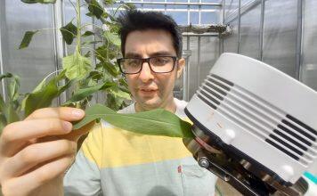 Scientists show drought-tolerant crops need skin in the game