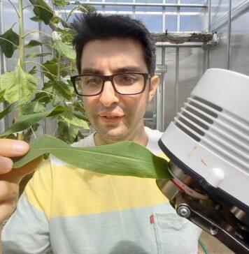 Scientists show drought-tolerant crops need skin in the game