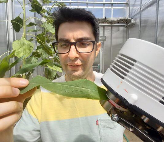 Scientists show drought-tolerant crops need skin in the game