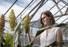 Hotter, drier, CRISPR: editing for climate change