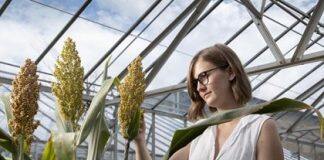 Hotter, drier, CRISPR: editing for climate change