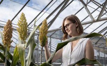 Hotter, drier, CRISPR: editing for climate change