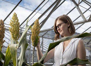 Hotter, drier, CRISPR: editing for climate change