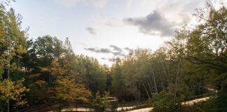 A walk in the park? How spending time in nature can boost mental health