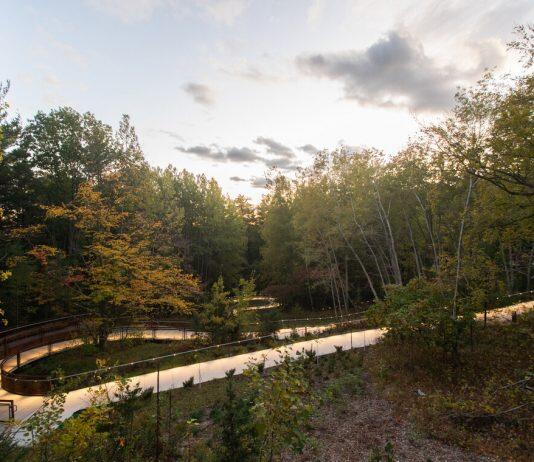A walk in the park? How spending time in nature can boost mental health