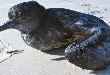Pumice the key to solving seabird mass death mystery