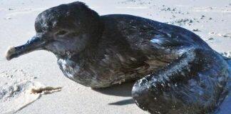 Pumice the key to solving seabird mass death mystery