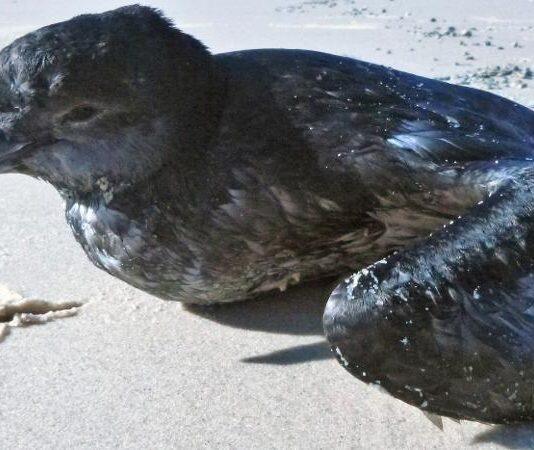 Pumice the key to solving seabird mass death mystery