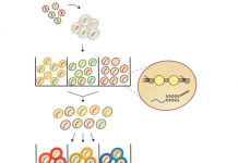 Single-Cell CRISPR Technology Deciphers Role of Chromatin Accessibility in Cancer