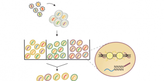 Single-Cell CRISPR Technology Deciphers Role of Chromatin Accessibility in Cancer
