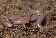 Study of snake jaw structure yields new understanding of evolutionary origins