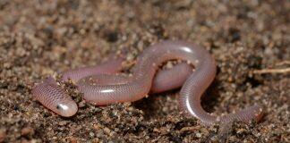 Study of snake jaw structure yields new understanding of evolutionary origins