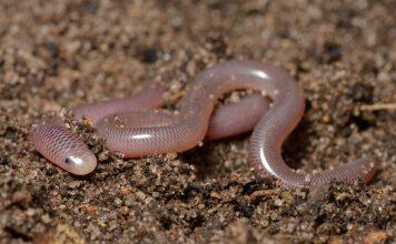 Study of snake jaw structure yields new understanding of evolutionary origins