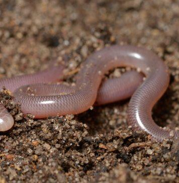Study of snake jaw structure yields new understanding of evolutionary origins