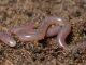 Study of snake jaw structure yields new understanding of evolutionary origins