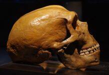 Stanford study dives deeper into genetic differences between modern and archaic humans