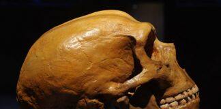 Stanford study dives deeper into genetic differences between modern and archaic humans