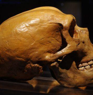 Stanford study dives deeper into genetic differences between modern and archaic humans