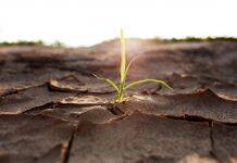 ‘Animal-Stress’ Signal Improves Plant Drought Resilience