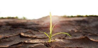 ‘Animal-Stress’ Signal Improves Plant Drought Resilience